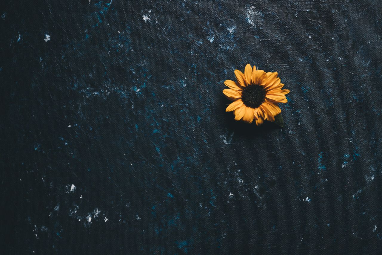minimalist photograph of a solitary yellow flower on a dark textured s