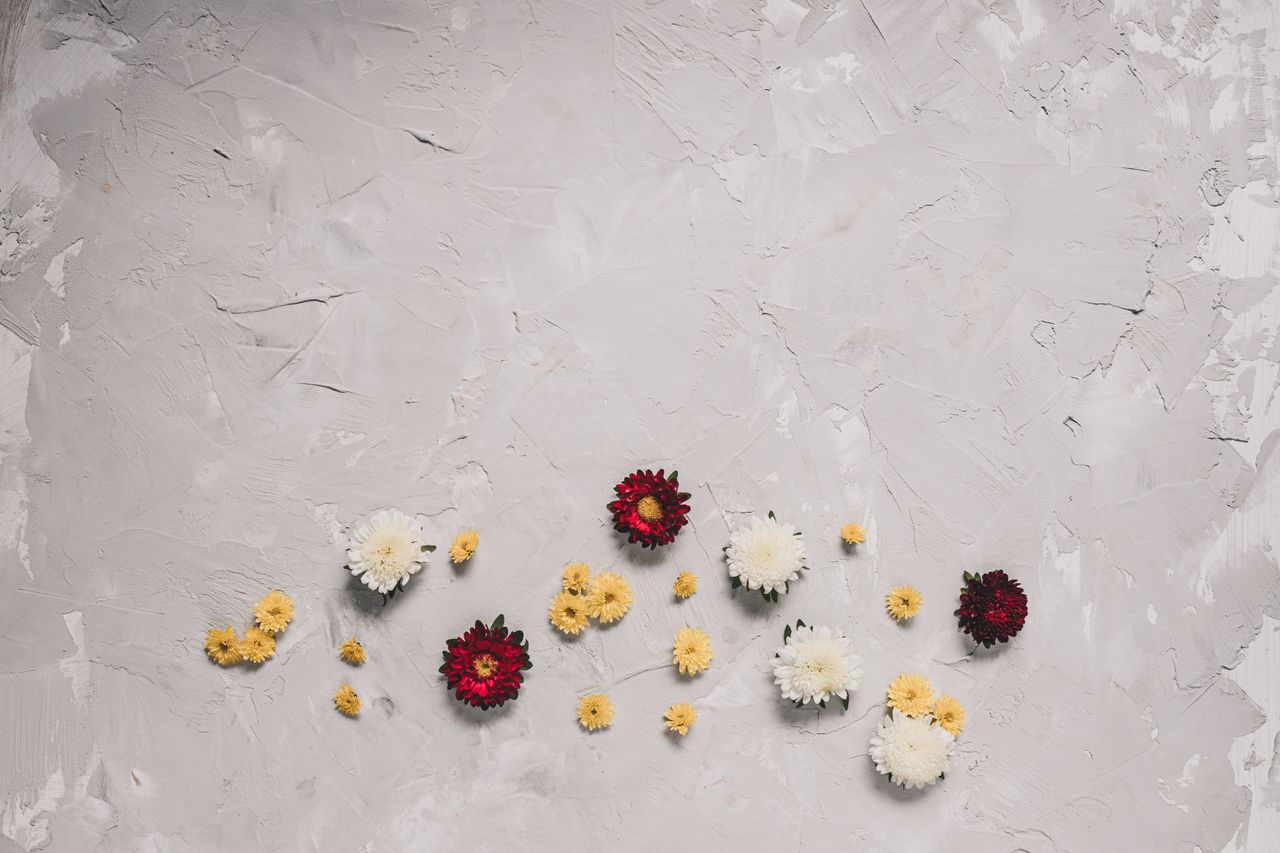artistic flat lay of red white and yellow flowers on textured backgrou