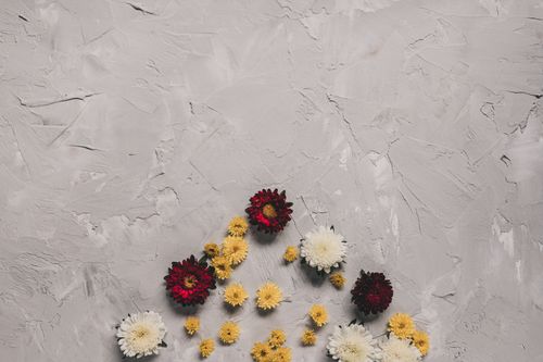 Free An artistic floral arrangement with chrysanthemums on a textured gray surface. Stock Photo