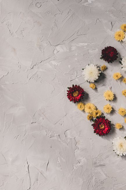 Vibrant red, yellow, and white chrysanthemums arranged artistically on a textured gray backdrop.