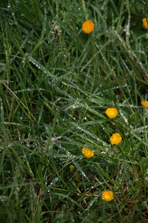 Foto stok gratis bilah rumput, bunga kuning, bunga-bunga