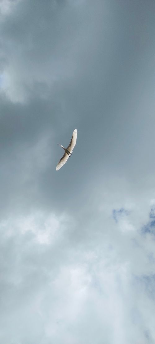 Free stock photo of above clouds, beautiful sky, bird Stock Photo