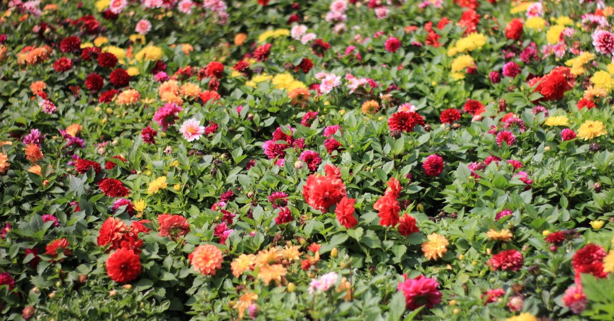 Flores