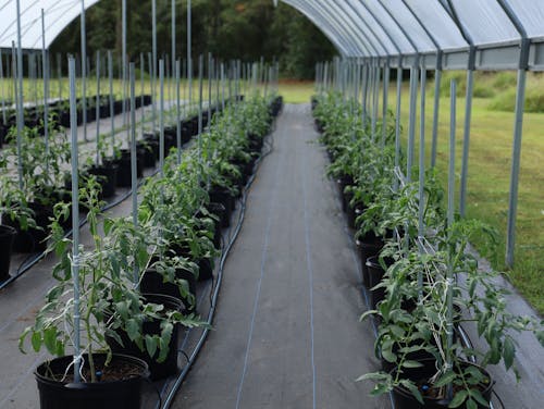 Free Potted Plants Placed on Rows Stock Photo