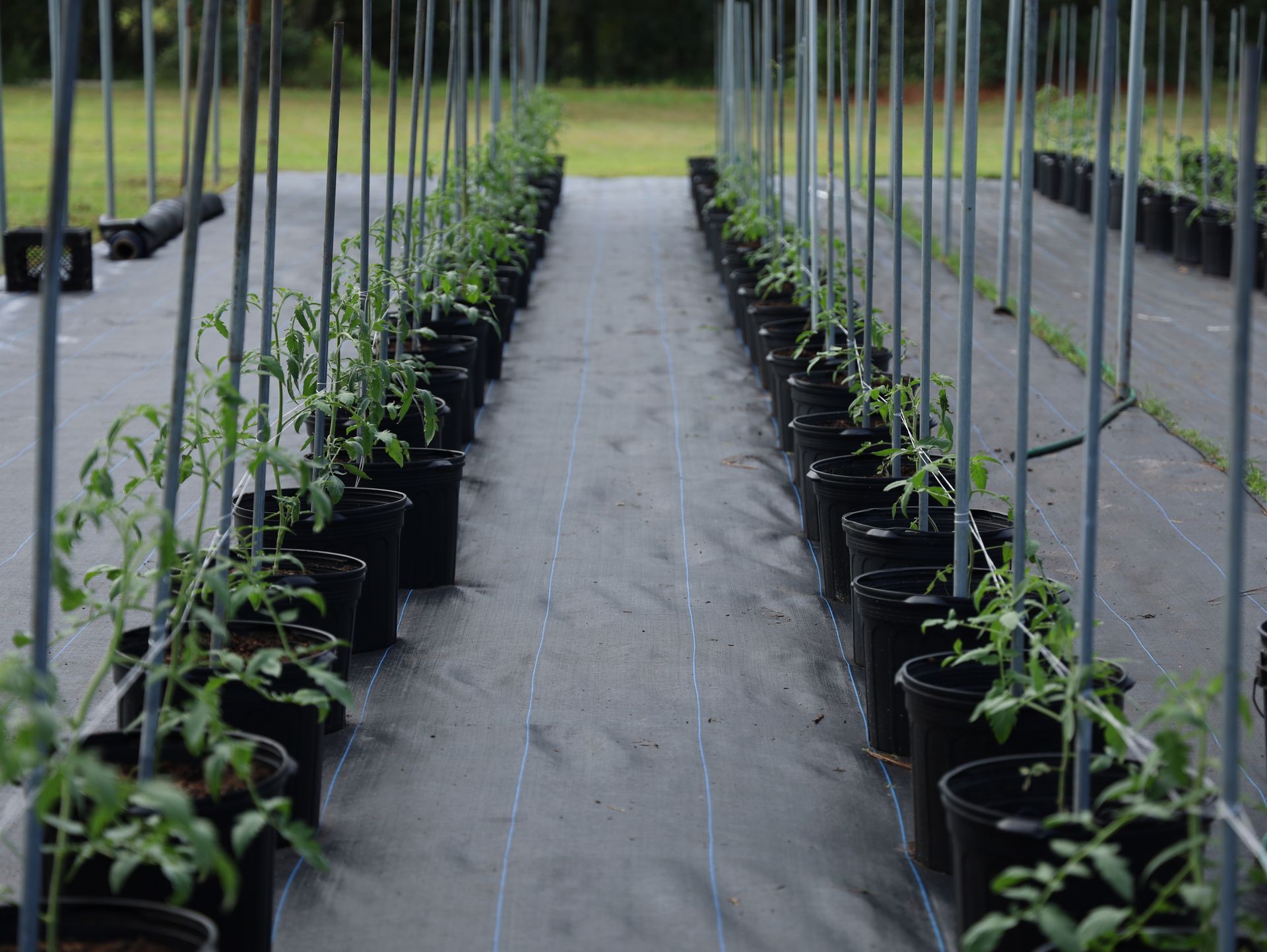 Rows of young tomato plants grow in a modern greenhouse setting, optimizing indoor farming techniques.