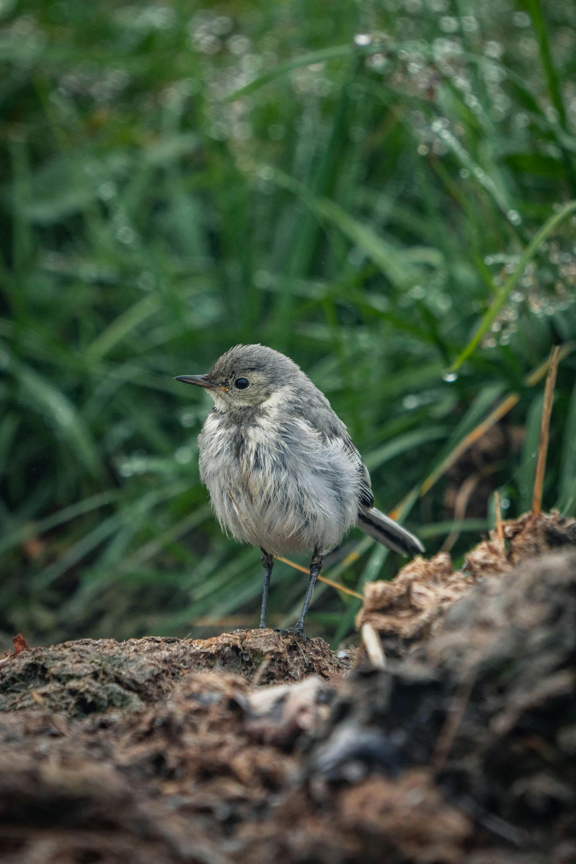 Wren Photos, Download The BEST Free Wren Stock Photos & HD Images