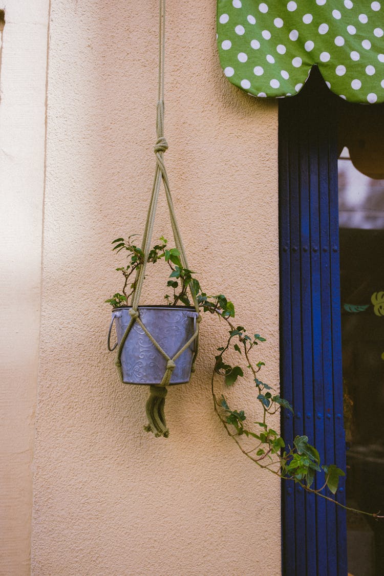 Plant Hanging On Wall Near House Entrance