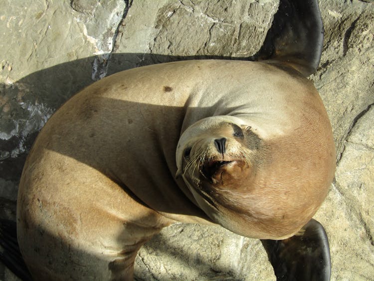 Close Up Of Seal