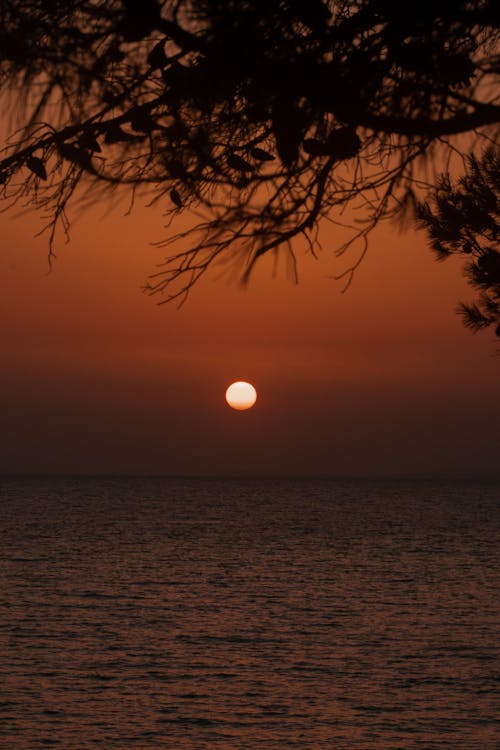 Silhouette of Tree Leaves during Sunset