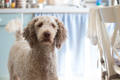 Photographie En Gros Plan De Caniche