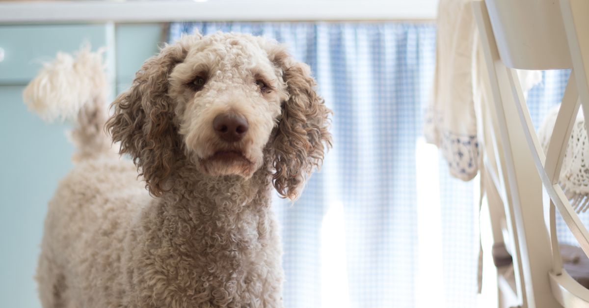 Preparing Dog Food at Home Healthy dog food at home: curly-haired poodle waiting in a bright home kitchen