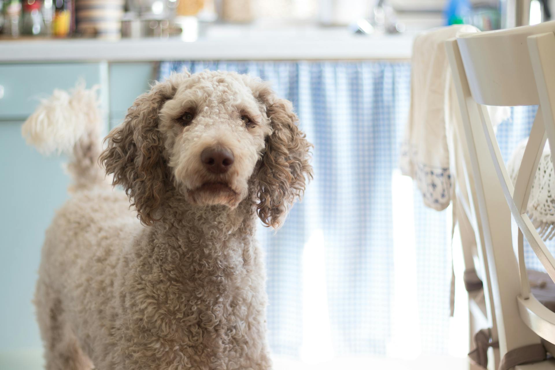 Un caniche photographié de près