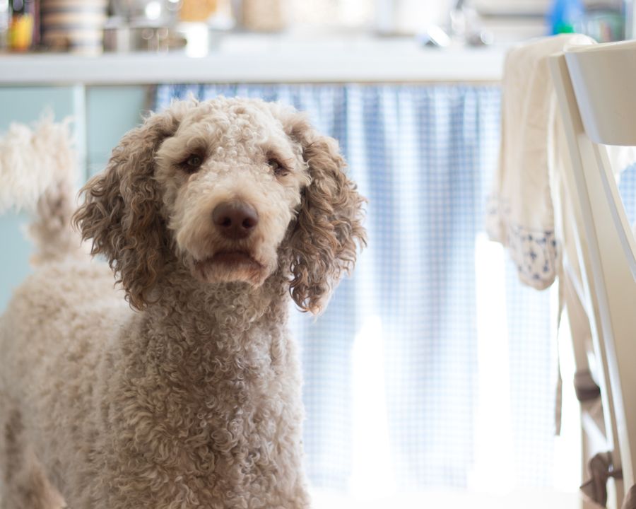 Friendly dog resting in a home kitchen