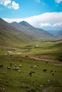 Herd of Sheep on Green Grass Field Near Mountain