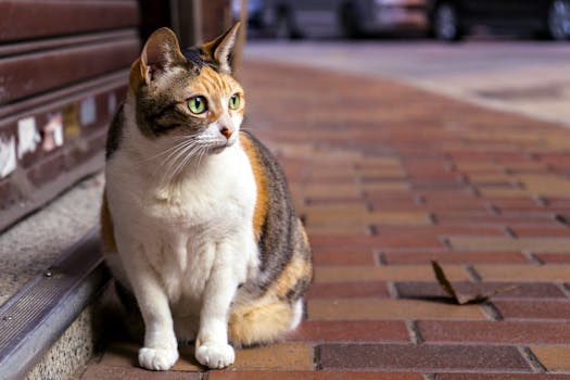 Brown and White Tabby Cat Sitting on Brown Brick Pathway