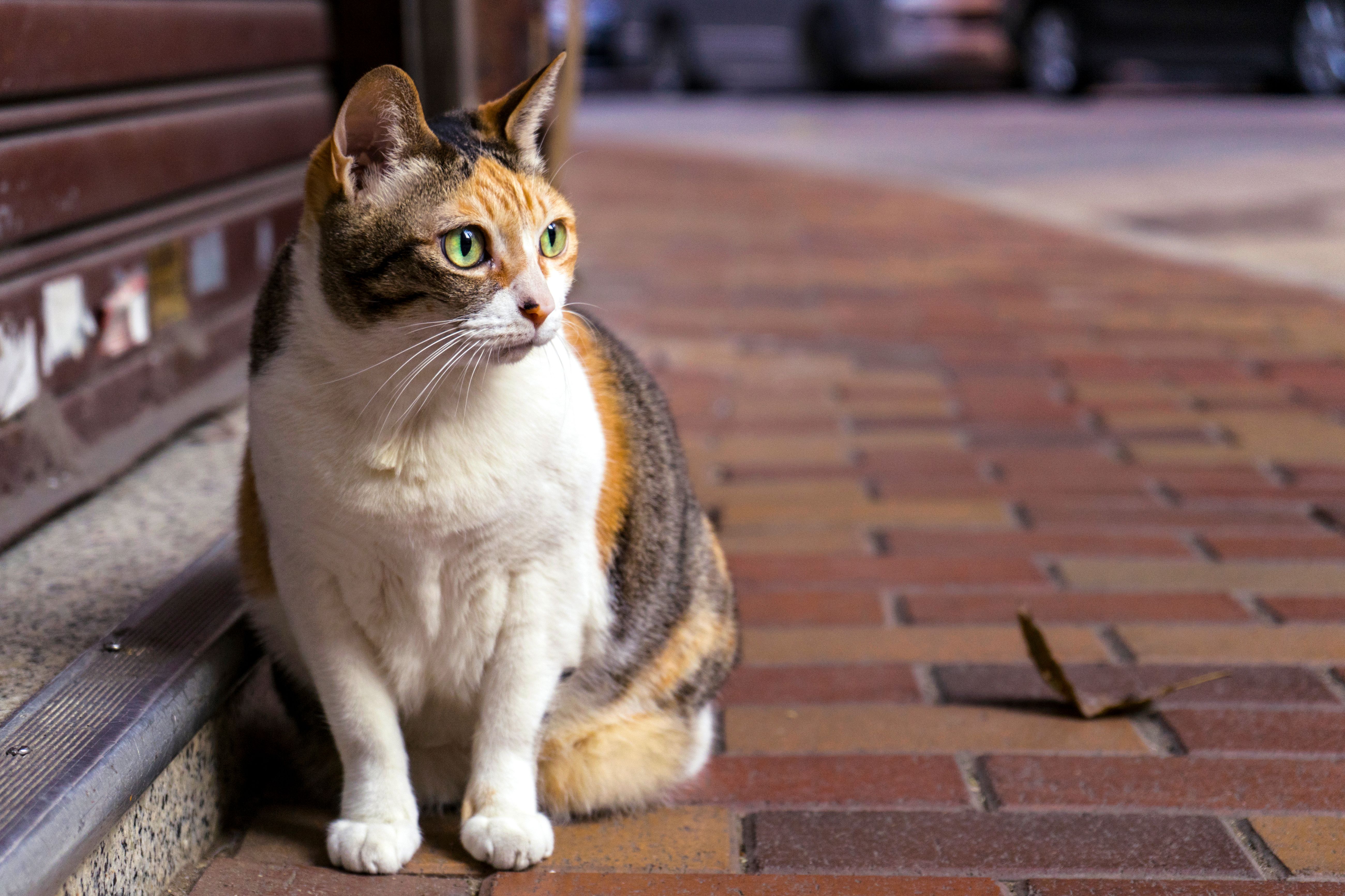 Brown and White Tabby Cat Sitting on Brown Brick Pathway · Free Stock Photo