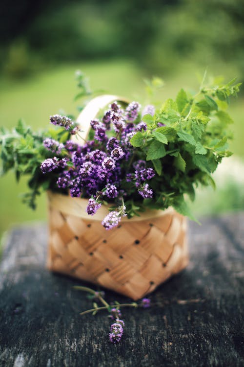 Selective Focus of Purple Flowers and Green Leaves in Brown Woven Basket