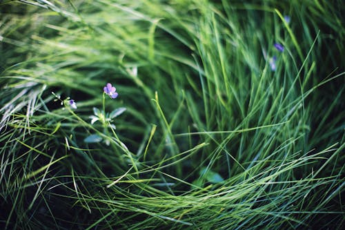 Wild Purple Flowers in Green Grass