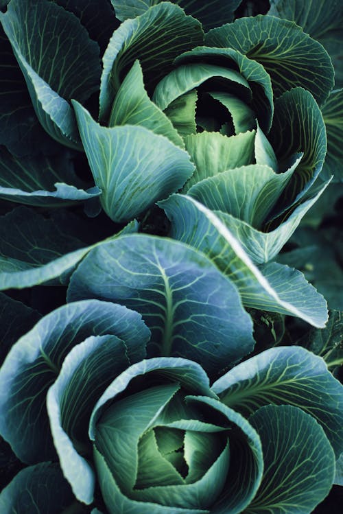 Close-up Photo of Unharvested Cabbages