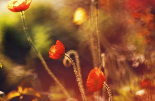 Poppy Flowers on Blur Background