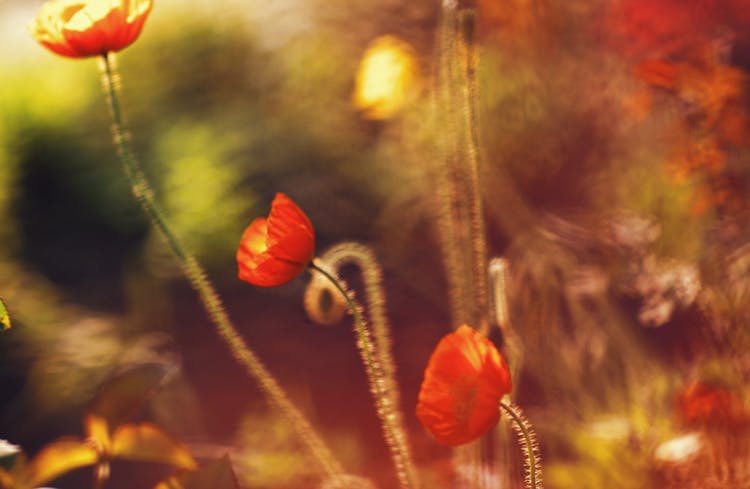 Poppy Flowers On Blur Background