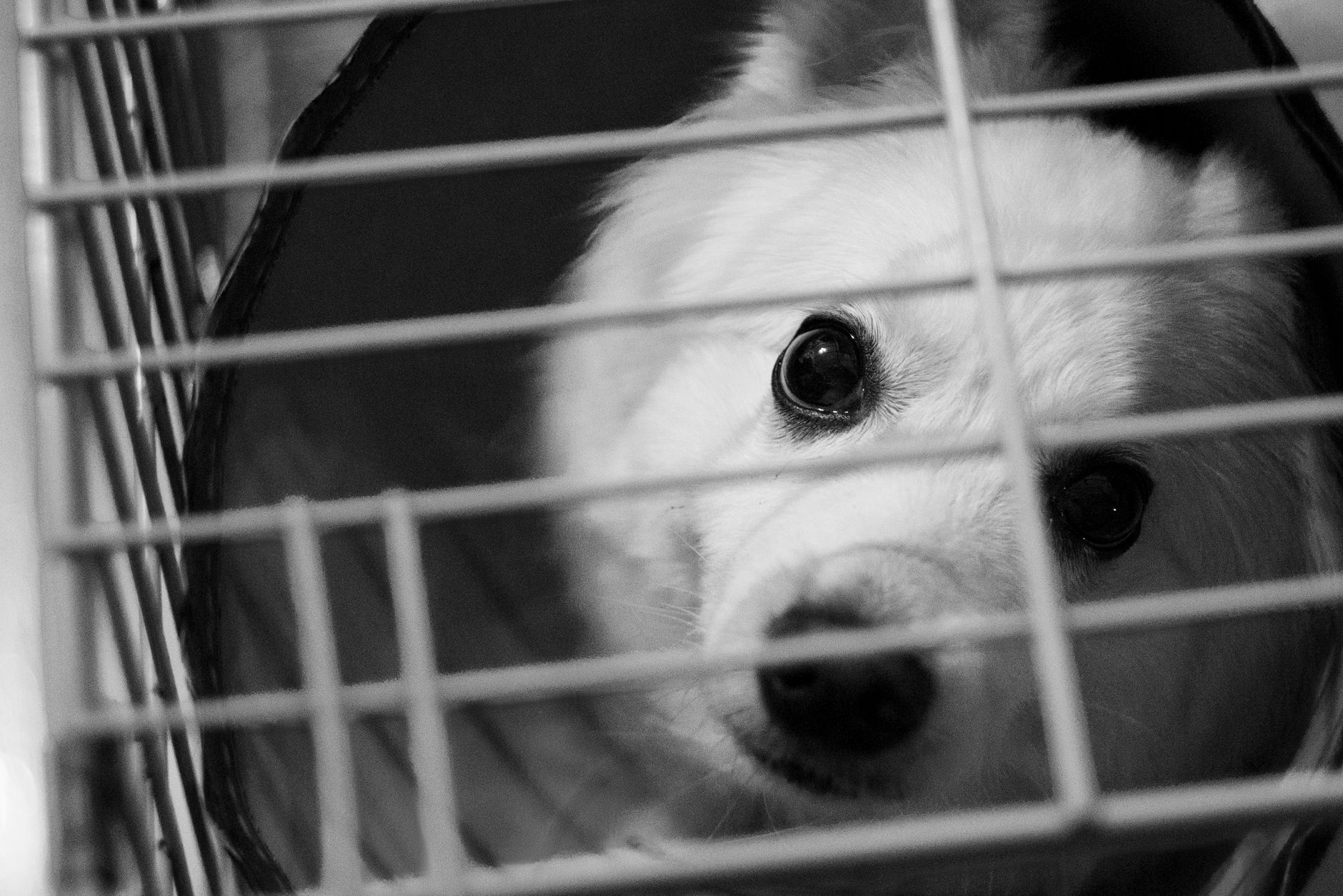 A pet undergoing diagnostic blood testing at a veterinary clinic