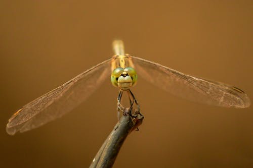 grátis Foto profissional grátis de asas, entomologia, fechar-se Foto profissional