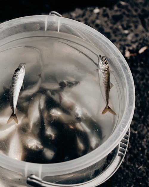 Free Silver Fish in White Plastic Bucket Stock Photo