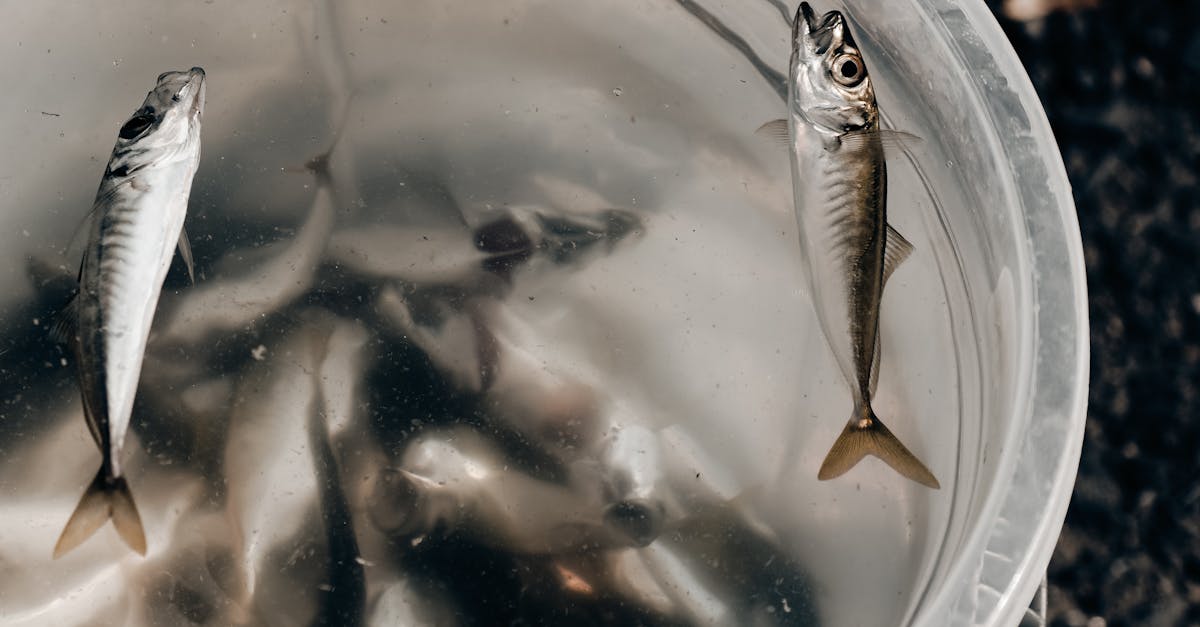 How to get a bucket of fish in Minecraft pocket edition