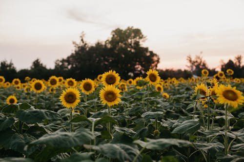 Free Beautiful Sunflowers Blooming Stock Photo