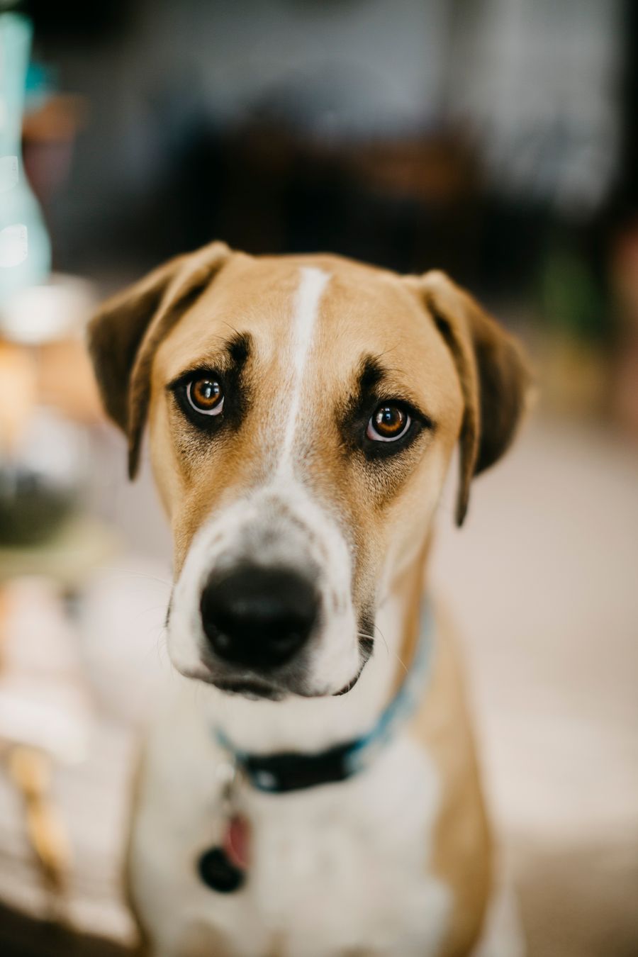 Close-up portrait of a freshly groomed dog with soft, soulful eyes