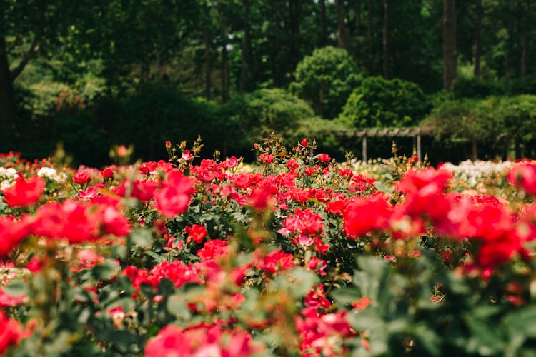 A Field Of Flowers