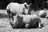 Grayscale Photo of Two Rhinoceroses