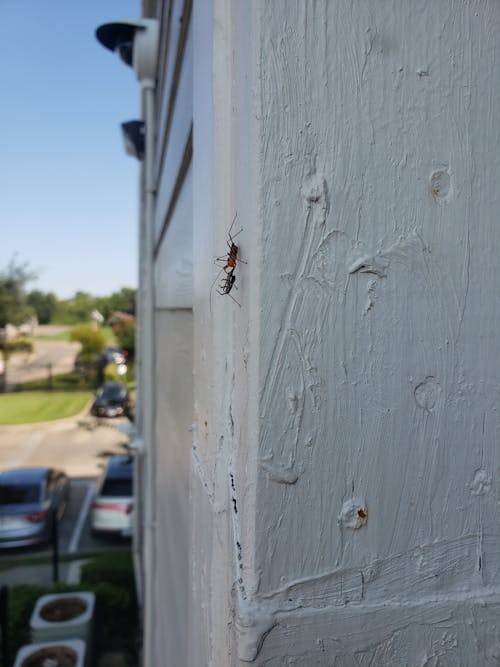 Foto d'estoc gratuïta de aranya, Formiga, formiga vermella