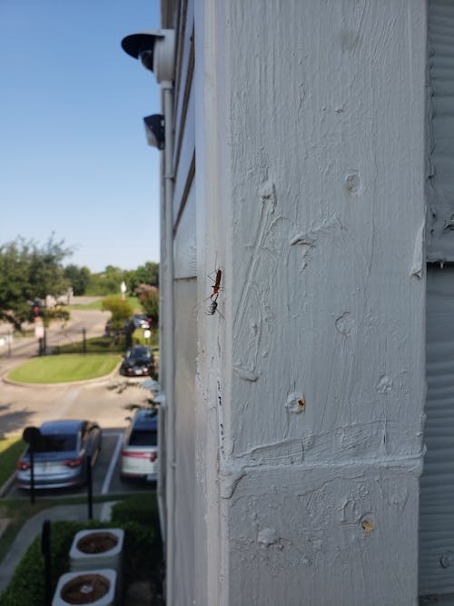 Foto d'estoc gratuïta de presa d’aranya, presa de formigues