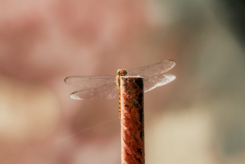 Free stock photo of dragonfly, insect, insects Stock Photo