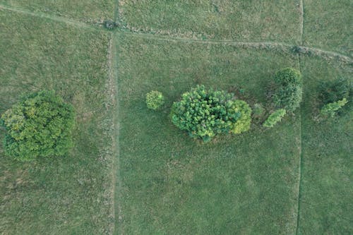 Imagine de stoc gratuită din arbori, câmp, fotografie aeriană