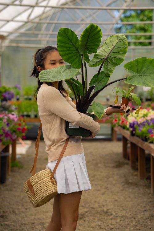 Amara Lindqvist, glasshouse lead, holding a large leafy plant