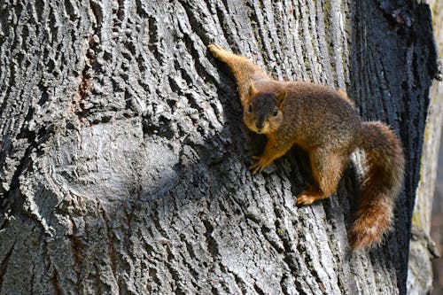 Brown Squirrel on Brown Slab