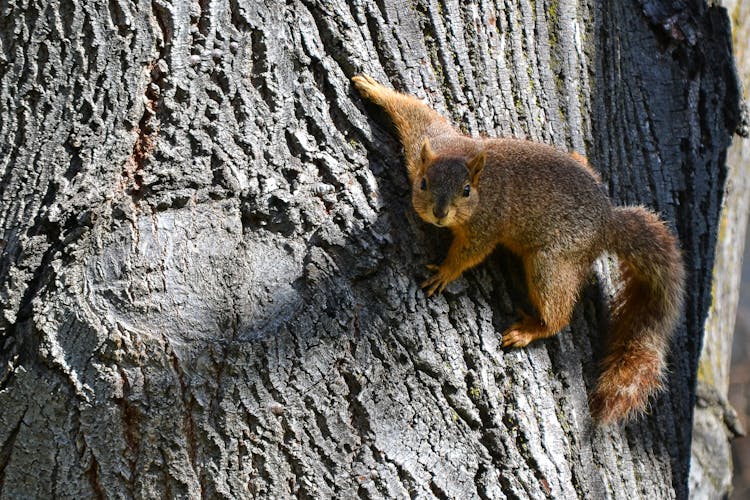 Brown Squirrel On Brown Slab