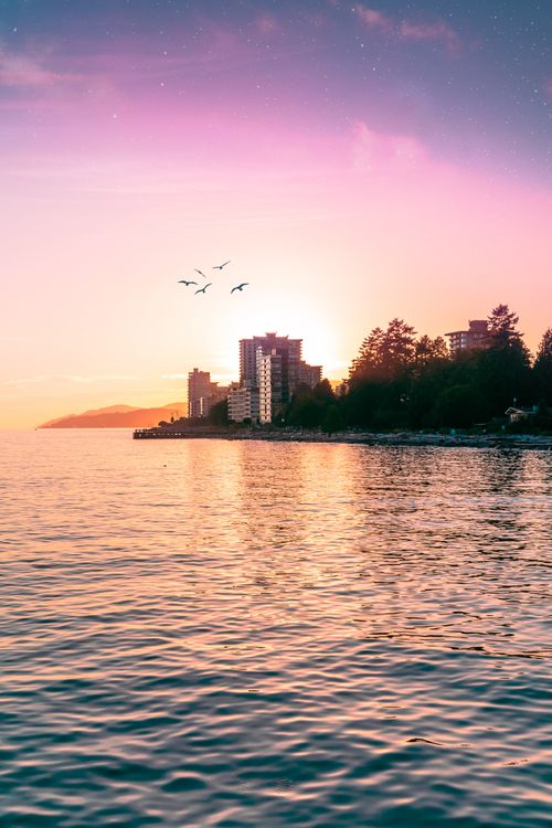 Free stock photo of bc, birds, british columbia Stock Photo