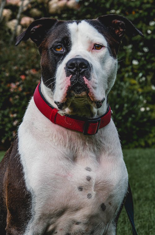 An American Bulldog With a Red Dog Collar