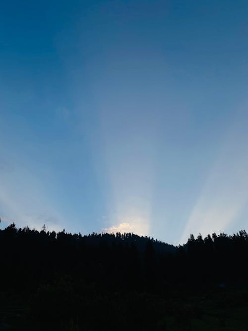 Silhouette of Trees during Sunrise