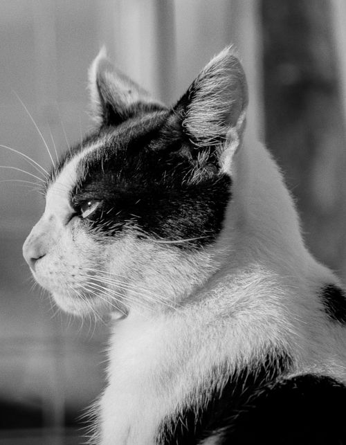 Free stock photo of 50mm, animal, animal lover Stock Photo