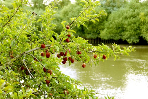 Free stock photo of apple, apple blossom, apple tree