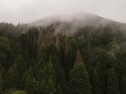 Бесплатное стоковое фото с гора, живописный, лес