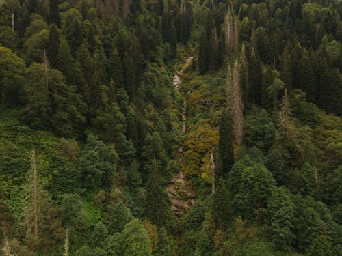 Kostenloses Stock Foto zu bäume, landschaft, luftschuß