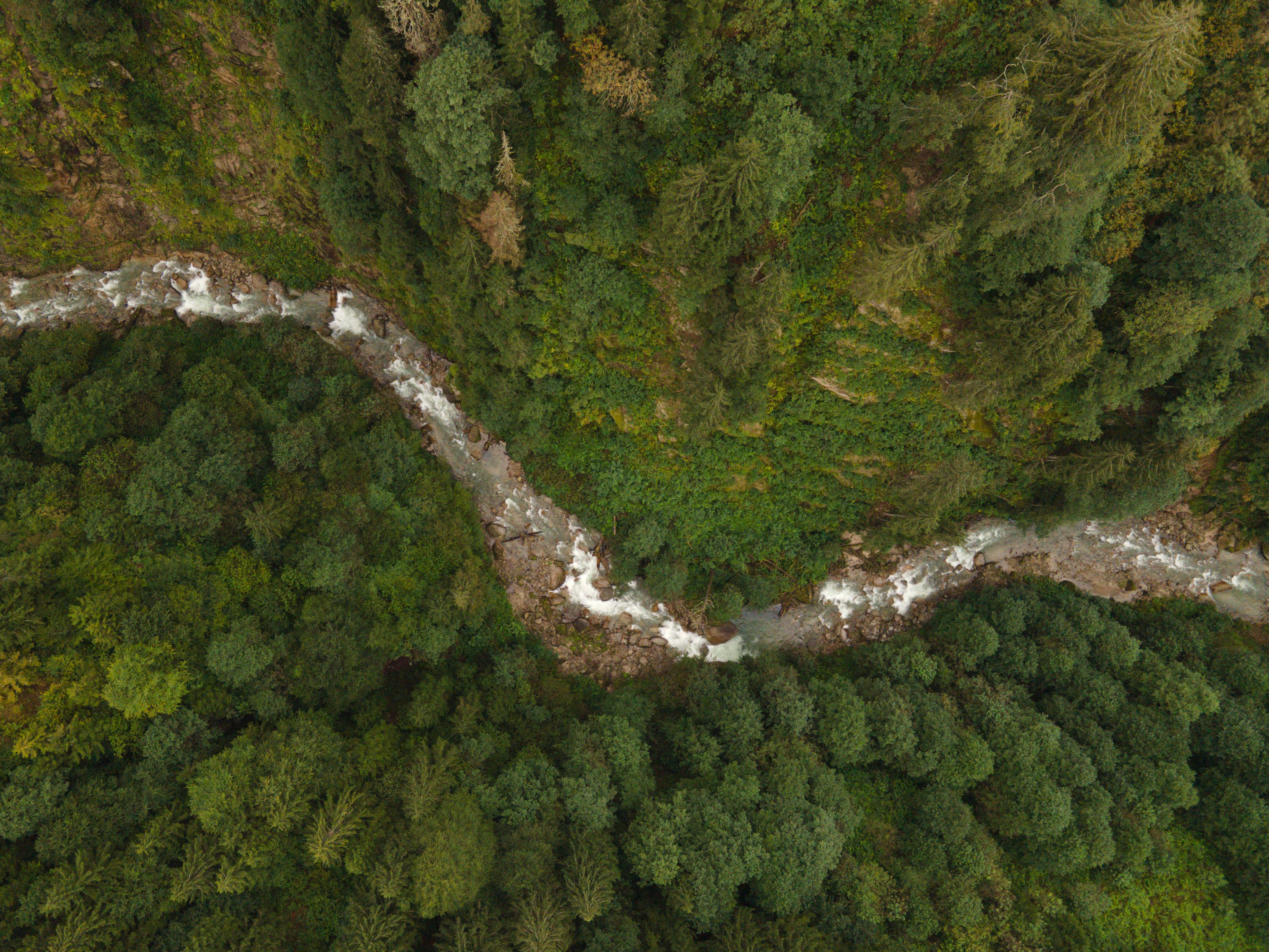 Aerial View of River in Between Green Trees · Free Stock Photo