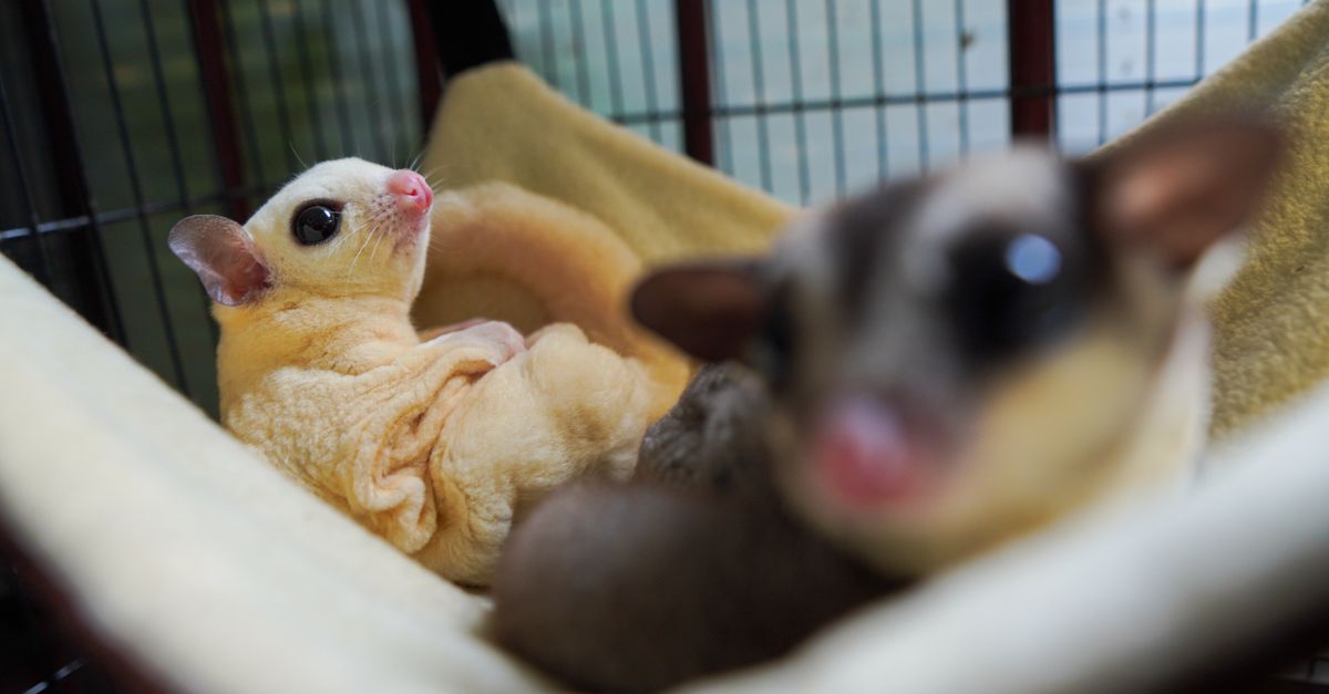 Understanding the Needs of Exotic Pets: A Comprehensive Guide