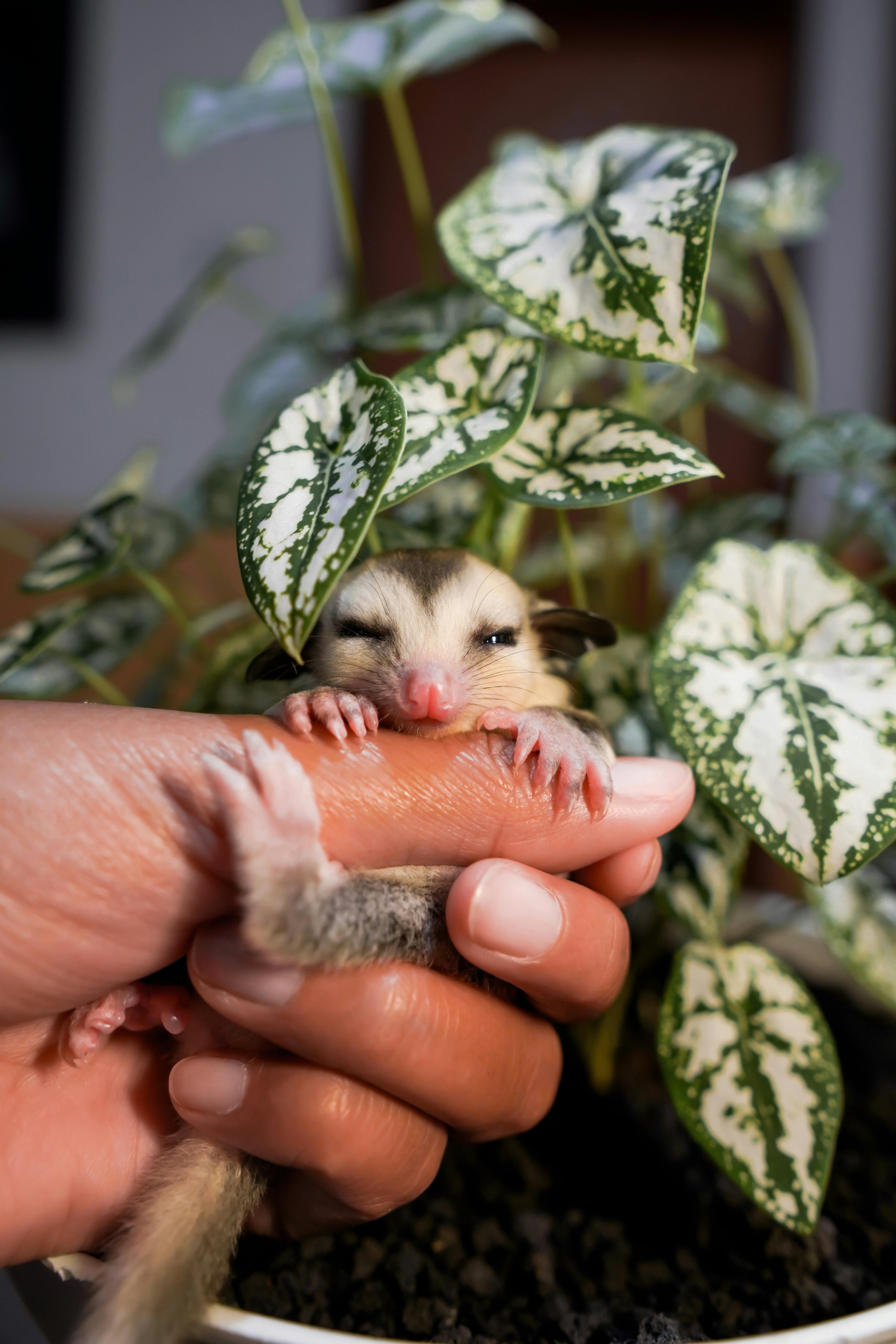 Sugar Glider on the Person's Hand